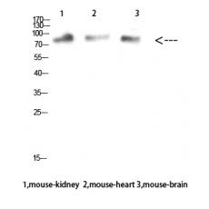 Anti-MUM1 antibody