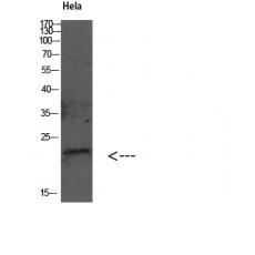 Anti-GABARAP antibody