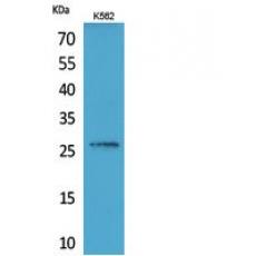 Anti-FGF-16 antibody