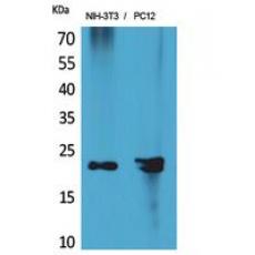 Anti-HRP-3 antibody