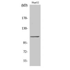 Anti-TFIIIC110 antibody