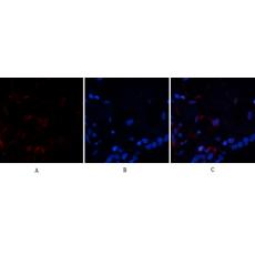 Anti-Ub antibody