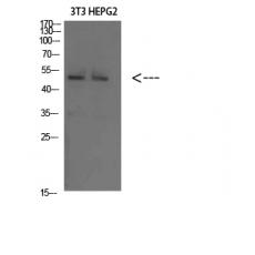 Anti-Factor IX antibody