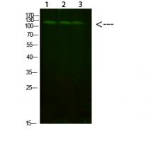 Anti-FIG4 antibody