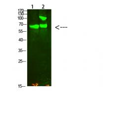 Anti-COL13A1 antibody