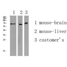 Anti-APLF antibody