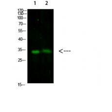 Anti-TNFAIP8L3 antibody