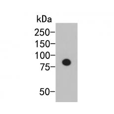 Anti-Myc-Tag antibody