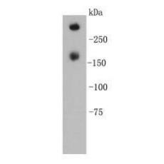 Anti-KLH antibody