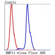 Anti-BMP11 antibody