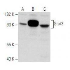 Anti-Stat3 antibody