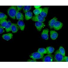 Anti-MCL1 antibody