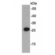 Anti-AU5 Tag antibody