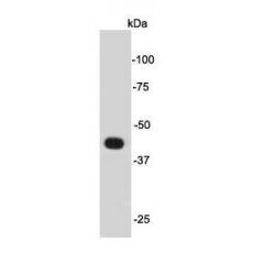 Anti-Psg16 antibody