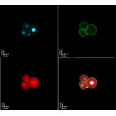 Anti-Figla antibody