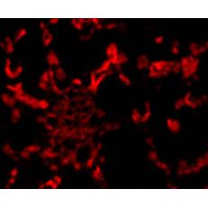 Anti-Rubisco activase antibody