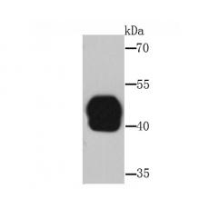 Anti-Rubisco activase antibody