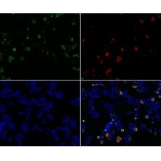 Anti-Retrovirus-related Gag antibody