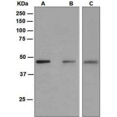 Anti-PAX5 antibody