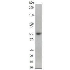 Anti-Smad2 antibody