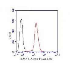 Anti-KV2.2 antibody