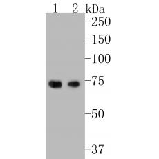 Anti-HDG11 antibody