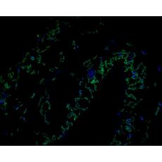 Anti-AP-4 complex subunit sigma antibody