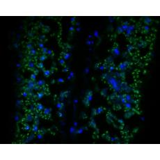 Anti-Beta-adaptin-like protein A antibody