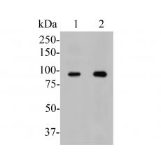 Anti-USP29 antibody