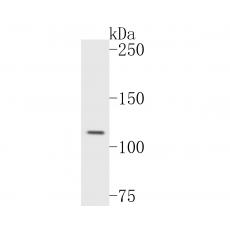 Anti-Rab11-FIP3 antibody