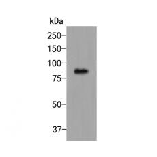 Anti-CDT1 antibody