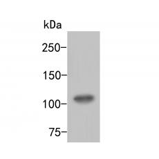 Anti-ARF16 antibody