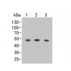 Anti-Dysbindin antibody