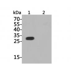 Anti-His-Tag antibody