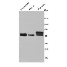 Anti-Monoamine oxidase A antibody