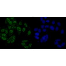 Anti-Eftud2 antibody