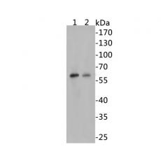 Anti-Beclin 1 antibody