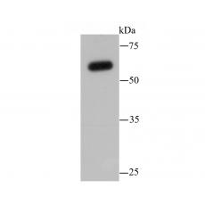 Anti-SHP-1(PTPN6) antibody