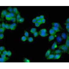 Anti-Smad2 antibody