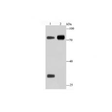 Anti-Human IgM antibody