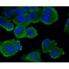 Anti-Hsc70 antibody