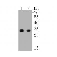 Anti-PYCR1 antibody