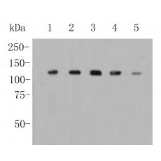 Anti-Drebrin antibody