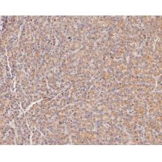 Anti-MFF antibody