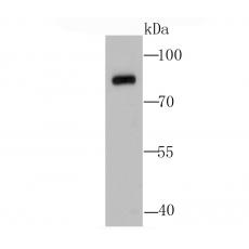 Anti-Calpain 1 antibody