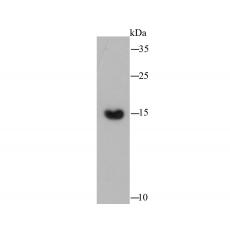 Anti-COX IV antibody