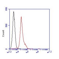 Anti-BCL-6 antibody