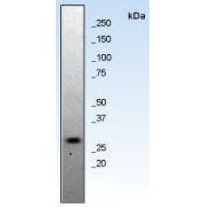 Anti-Bcl-x antibody