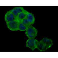 Anti-NHE-1 antibody