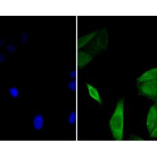 Anti-GABARAPL2 antibody